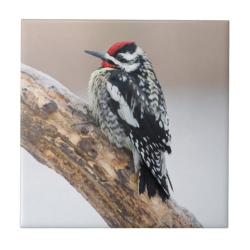 Yellow_bellied Sapsucker male Tile