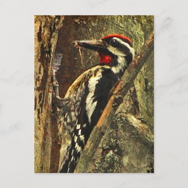 Yellow-bellied Sapsucker Postcard (Front)
