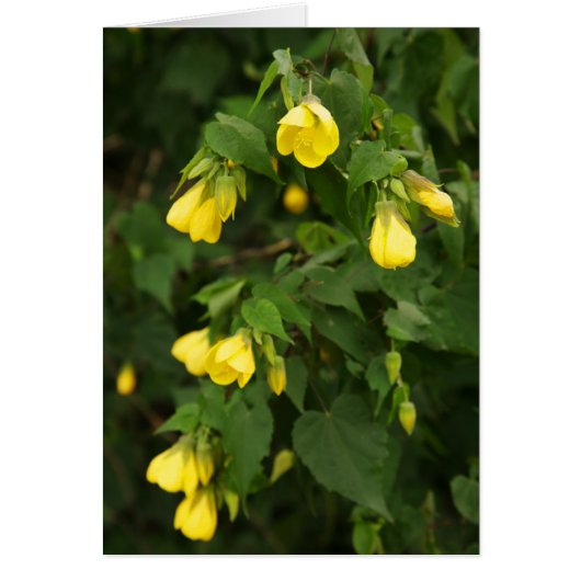 Yellow Bells Cards (Front)