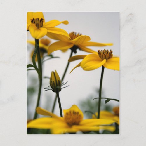 Yellow Bidens 1_ Floral Photography Postcard