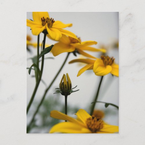 Yellow Bidens 2 Floral Photography postcard