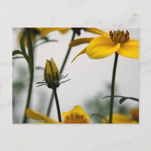 Yellow Bidens Floral Photography H Postcard