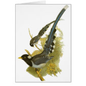 Yellow-billed Blue Magpie (Front)