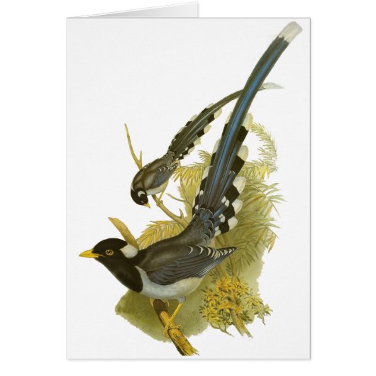 Yellow-billed Blue Magpie Cards (Front)