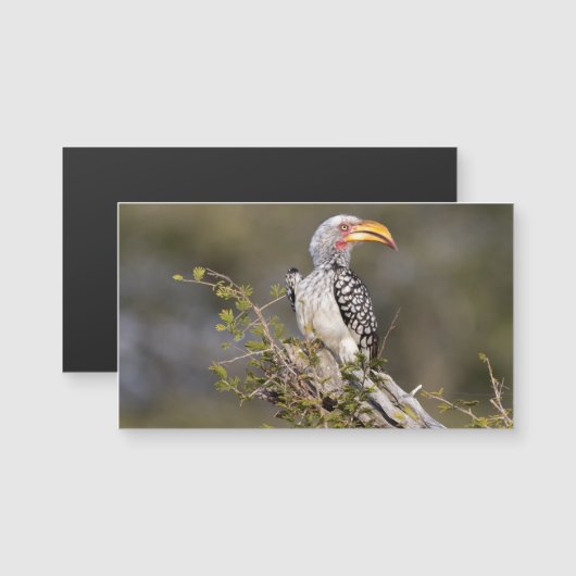 Yellow billed hornbill (Front/Back)