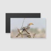 Yellow billed hornbill (Front/Back)