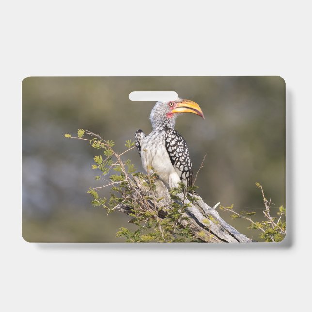 Yellow billed hornbill badge (Front)