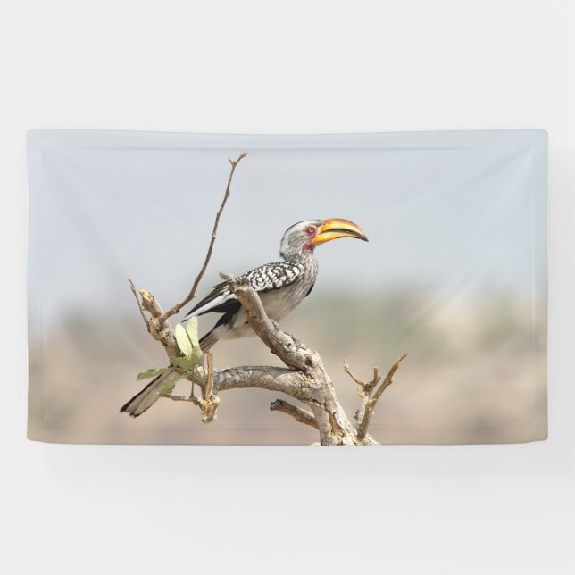 Yellow billed hornbill banner (Horizontal)