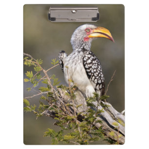 Yellow billed hornbill clipboard
