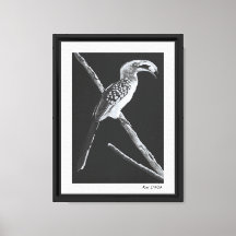 Yellow Billed Hornbill, Kalahari Animal