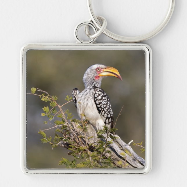 Yellow billed hornbill keychain (Front)
