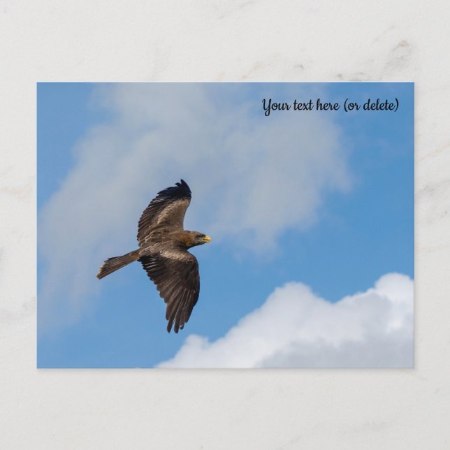 Yellow-Billed Kite Postcard (Front)
