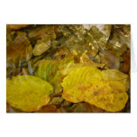 Yellow Birch Leaves in Stream Cards