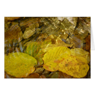 Yellow Birch Leaves in Stream Cards