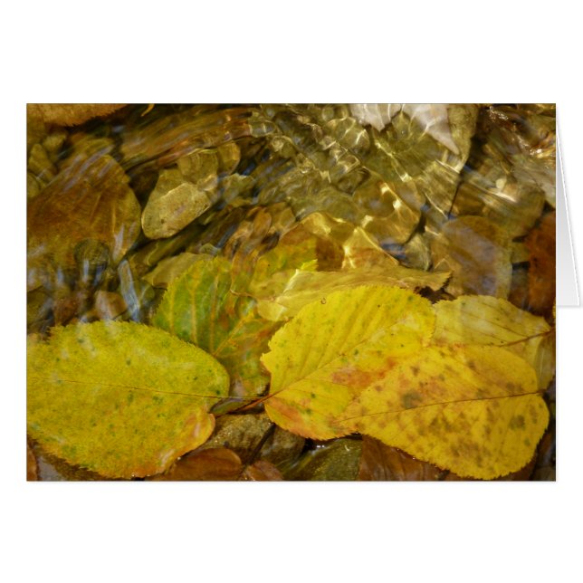 Yellow Birch Leaves in Stream Cards (Front Horizontal)