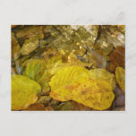 Yellow Birch Leaves in Stream Postcard