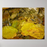 Yellow Birch Leaves in Stream Poster