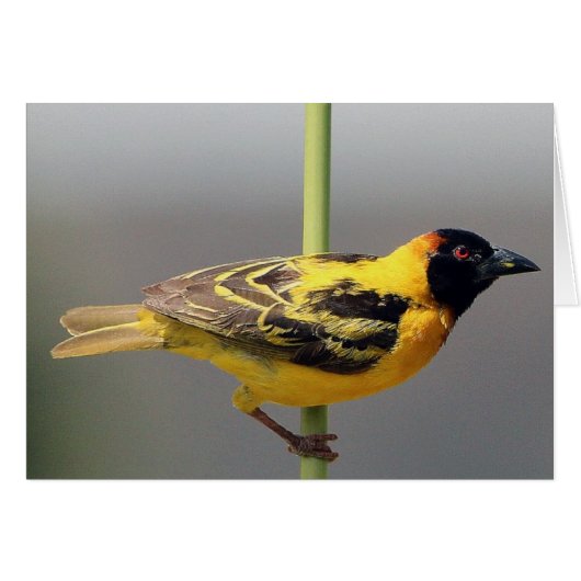 Yellow Bird Cards (Front Horizontal)