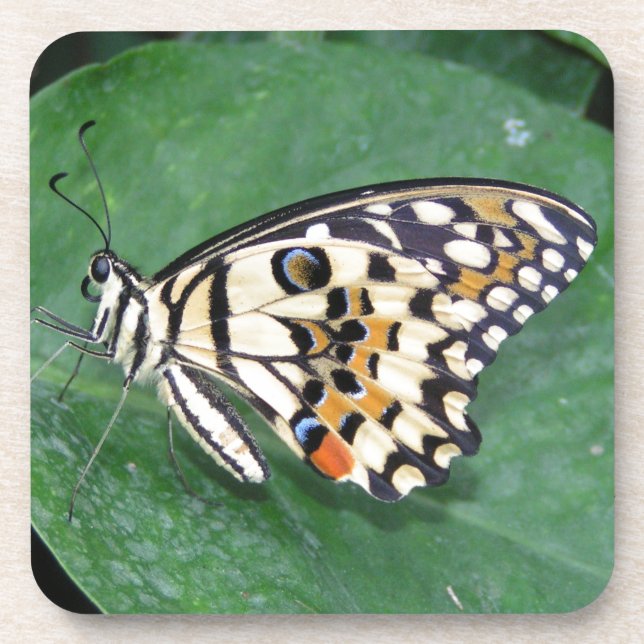 Yellow Black and White Butterfly on Leaf Beverage Coaster (Front)