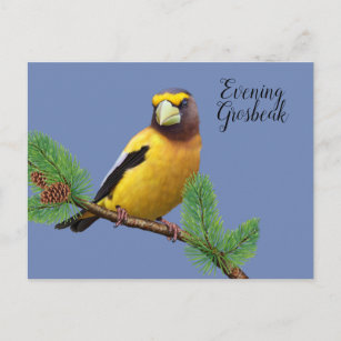 Yellow Black Bird Evening Breasted Grosbeak Postcard