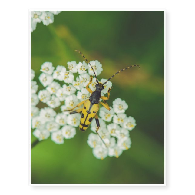 Yellow black bug on a white flower macro temporary tattoos (Front)