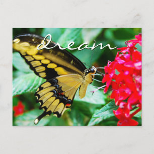 Yellow black butterfly photo dream script modern postcard