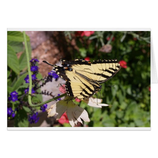 Yellow & Black Fantail Butterfly Cards (Front Horizontal)