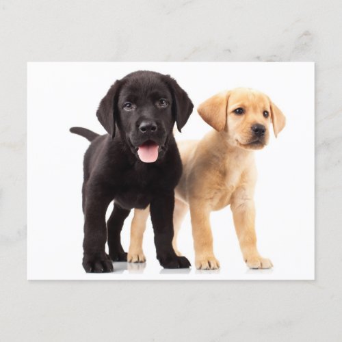 Yellow  Black Labrador Retriever Puppy Postcard
