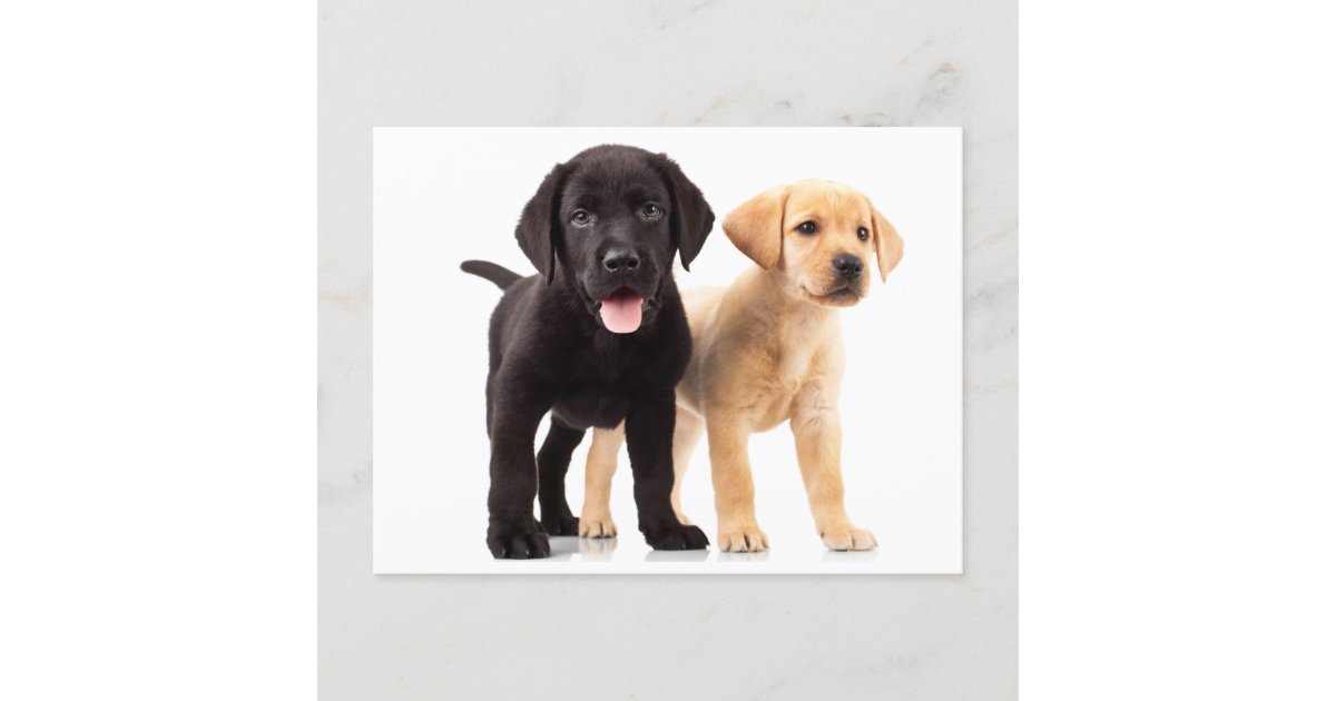 Yellow Black Labrador Retriever Puppy Postcard Zazzle Com