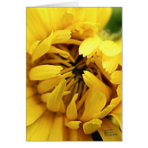 Yellow Bloom (5.0)