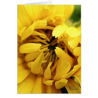 Yellow Bloom (5.0) Cards