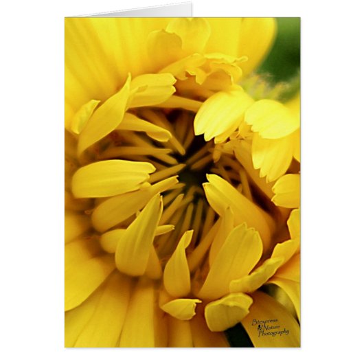 Yellow Bloom (5.0) Cards (Front)