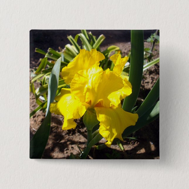 Yellow Blooming Iris Plant, Button (Front)
