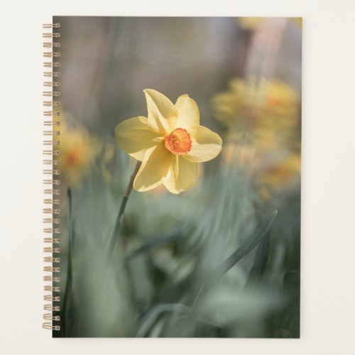 Yellow Blossom Daffodil Nature Photo Planner