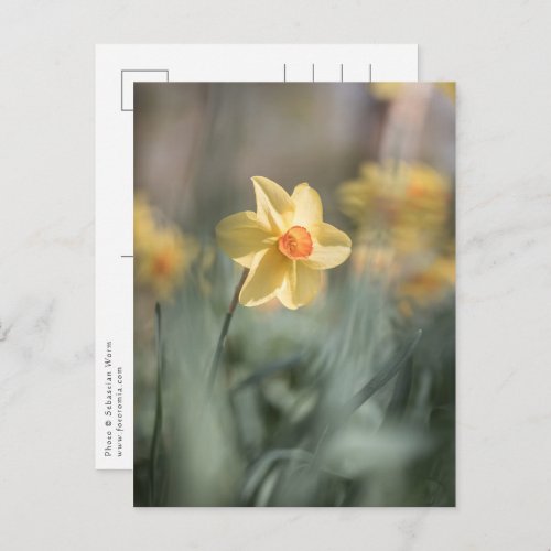 Yellow Blossom Daffodil Nature Photo Postcard