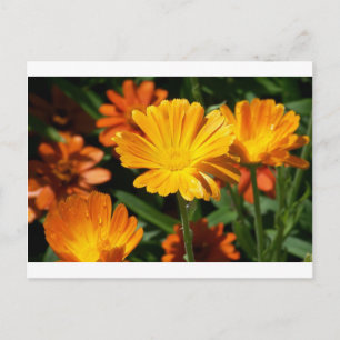 Yellow Blossoms Flowers Art Peace Love Destiny Postcard