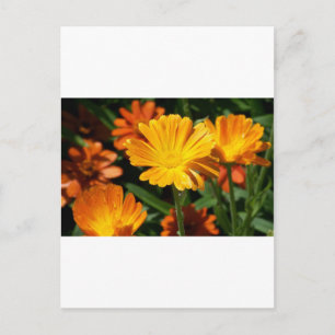 Yellow Blossoms Flowers Art Peace Love Destiny Postcard