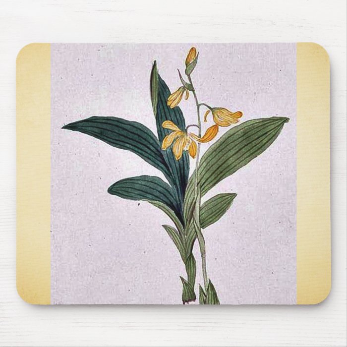 Yellow blossoms on stem above leaves of a kin ran mouse pad