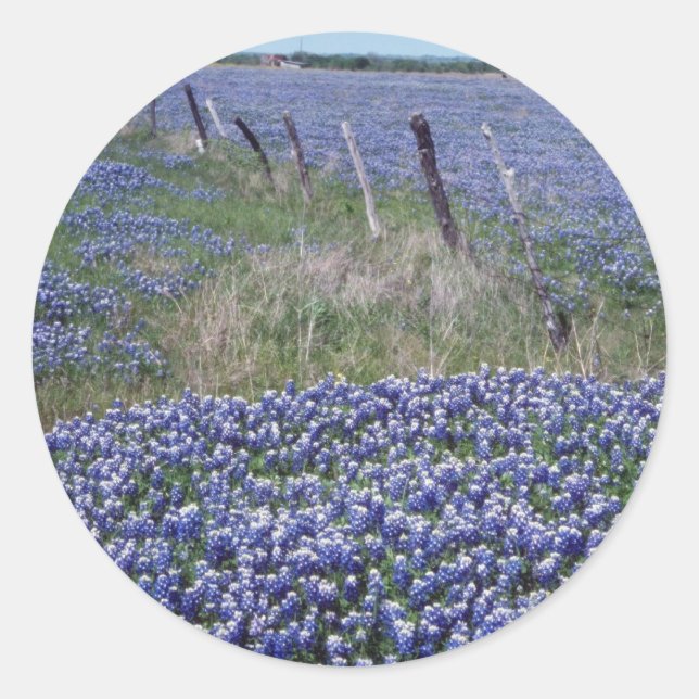 Yellow Blue bonnets flowers Classic Round Sticker (Front)