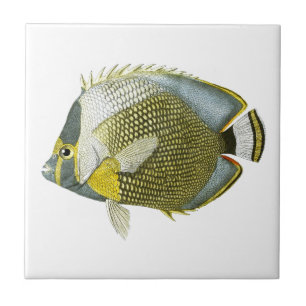 Yellow Blue Butterfly Fish no.11. Home Decor Tile