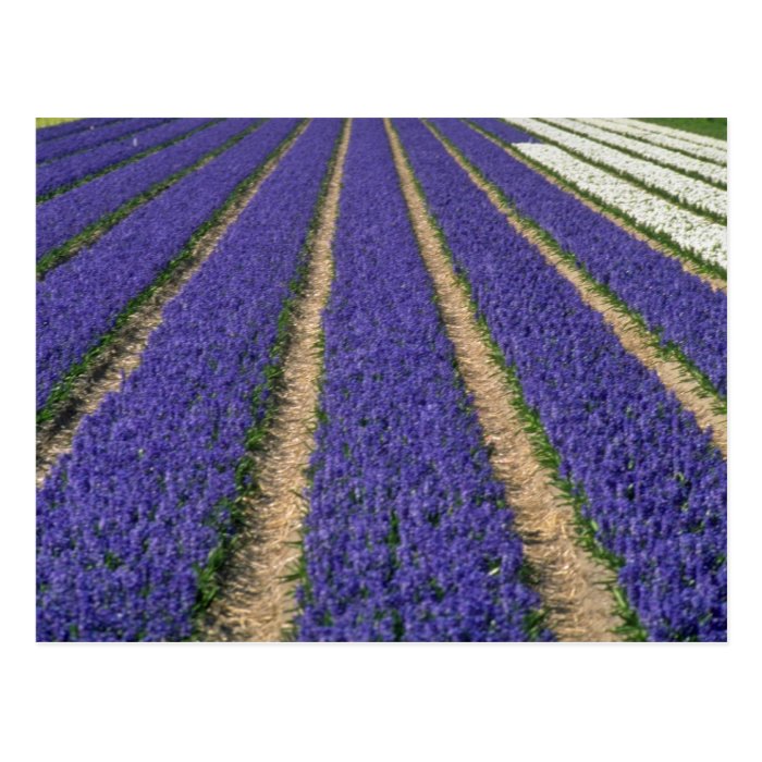 Yellow Blue hyacinths near Lisse, Holland flowers Post Cards