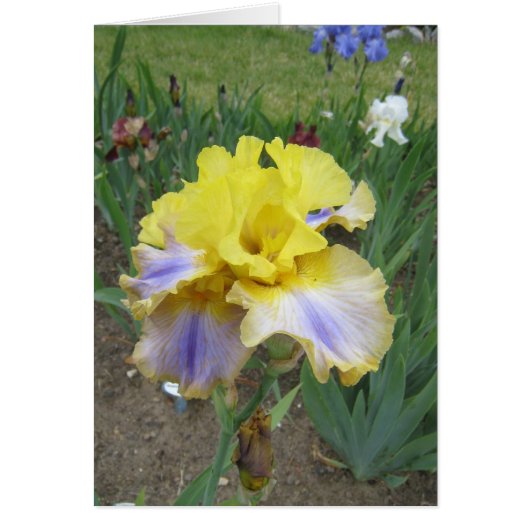 Yellow Blue Iris Small Blank Card (Front)