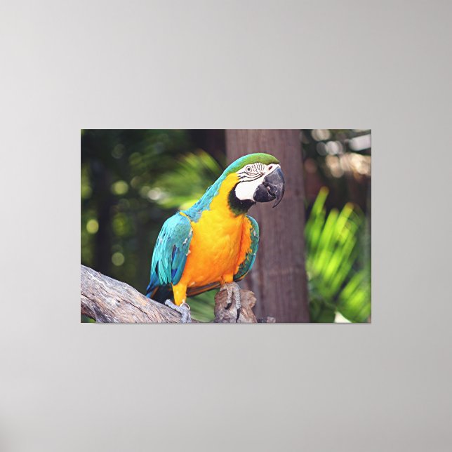 Yellow & blue macaw canvas print (Front)