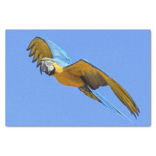 Yellow Blue Macaw Tissue Paper