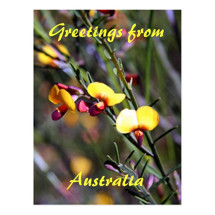 Yellow Boronia, Greetings , Australia Post Cards