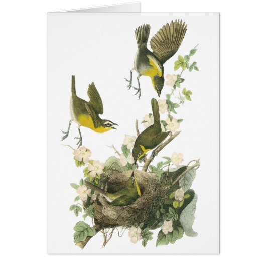 Yellow-breasted Chat by Audubon Cards (Front)