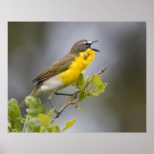 Yellow_breasted Chat Icteria virens singing on Poster