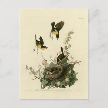 Yellow-breasted Chat Postcard by birdpictures at Zazzle