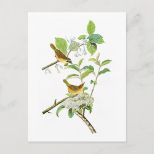 Yellow-breasted Warbler John Audubon Birds America Postcard