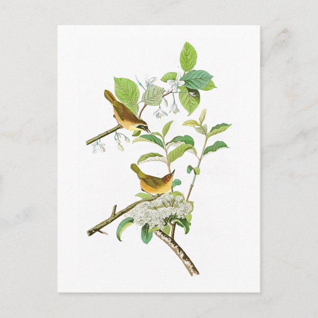 Yellow-breasted Warbler John Audubon Birds America Postcard (Front)